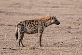 Portrait of a spotted hyena with blood on its face after eating