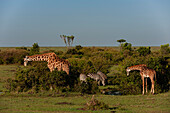 Giraffes browsing and common zebras grazing