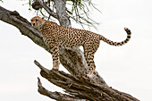 Cheetah on a tree branch, searching for prey
