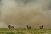 Plains zebras in a dust storm