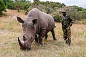 Ranger with a white rhinoceros