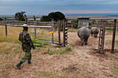 White rhinoceros escorted by anti-poaching guard