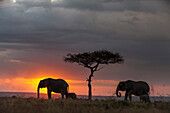 African elephants walking with their calves at sunset