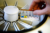 Pathologist loads a centrifuge with blood samples