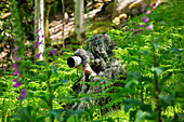 Wildlife photographer wearing a camouflage suit