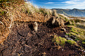 Peat on the summit of Red Screes, Lake District, UK