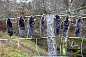 Moles strung up on barbed wire fence