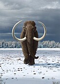 Woolly mammoth, illustration