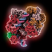 Transcription initiation complex, molecular model