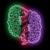 Toll-like receptor complexed with lncRNA, molecular model