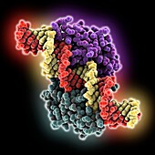 Haeme sensor protein complexed with DNA, molecular model