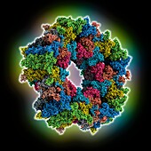 Betaherpes virus portal, molecular model