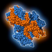 Human potassium channel Kv4.2, molecular model