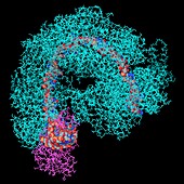 CRISPR-Cas complex, molecular model