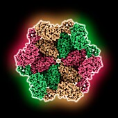 Valosin-containing protein hexamer, molecular model