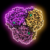 Human arginase 1 complexed with inhibitor, molecular model