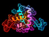 Human T-cell Leukaemia virus 1 protein, molecular model