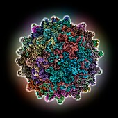 Adeno-associated virus 9 capsid, molecular model