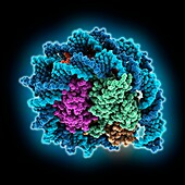 Melbournevirus nucleosome-like particle, molecular model
