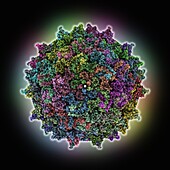 Adeno-associated true type virus capsid, molecular model