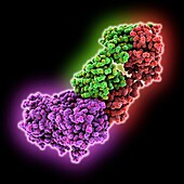 Tetanus neurotoxin complexed with antibody, molecular model