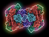 RNA polymerase II dimer, molecular model