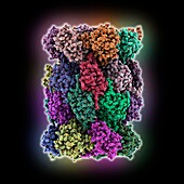 Human 20S proteasome, molecular model