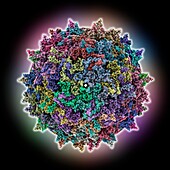 Adeno-associated virus serotype 2, molecular model