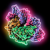 Anti-CRISPR-associated protein complex, molecular model