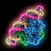 Anti-CRISPR-associated protein Aca2, molecular model