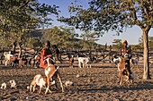 Himba boys tending goats