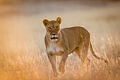 Lioness at dawn