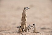 Suricate adult with pups