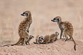 Suricate adults with pups