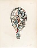 Uterus during pregnancy, 19th century illustration