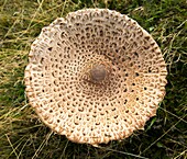 Cap of parasol mushroom