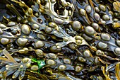Bladder wrack seaweed