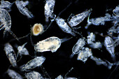 Copepods, light micrograph