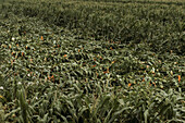Corn crops with bent stems