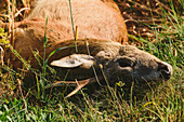 Roe deer carcass in field