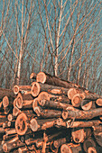 Cut timber in forest