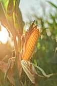 Ear of corn in field