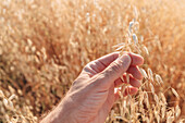 Farmer checking oat crop