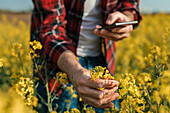 Farmer photographing rapeseed plant