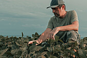 Farmer examining soybean crop