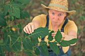 Farmer examining walnut tree branches