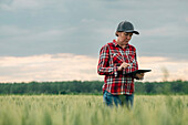 Wheat farmer using digital tablet