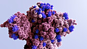 Omicron coronavirus variant, illustration