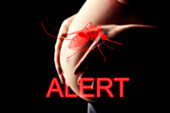Danger of Zika virus in pregnancy, conceptual image