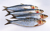 Four fresh herrings
